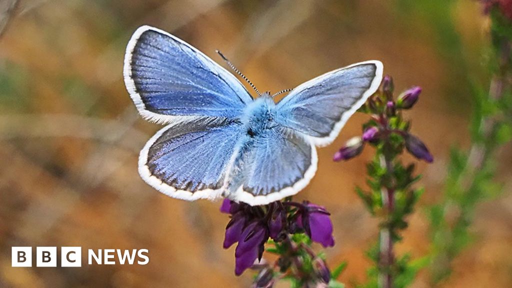 Silver-studded blue butterflies return to former Norfolk home 