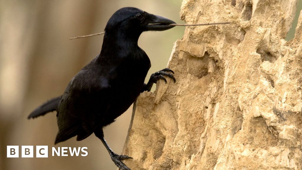 Crows' tool time captured on camera
