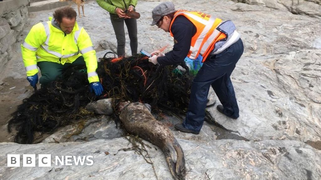 Cornwall seal death 'one of world's worst cases' BBC News