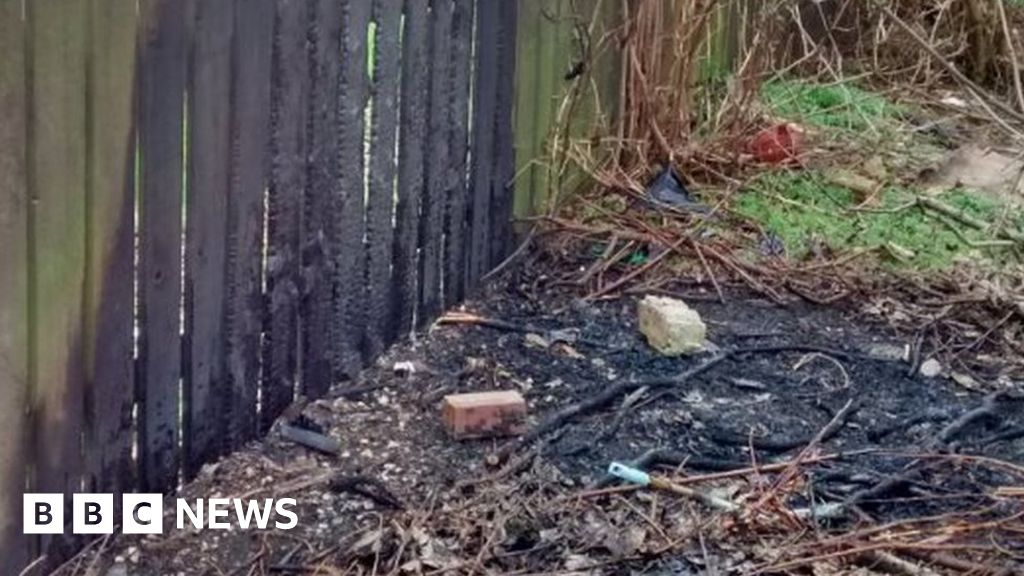 Dumped dog set on fire in Newcastle woodland BBC News