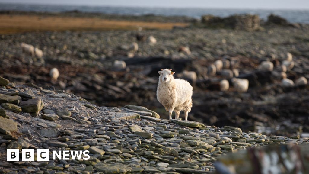 Belching in a good way: How livestock could learn from Orkney sheep - BBC N