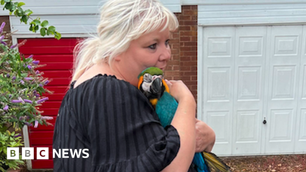 Pack of Wotsits used to rescue missing parrot