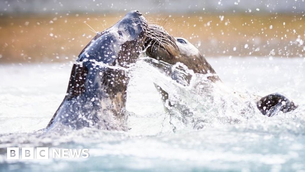 Kurtarılan Essex fok yavruları, derin suların ilk tatlarının tadını çıkarıyor