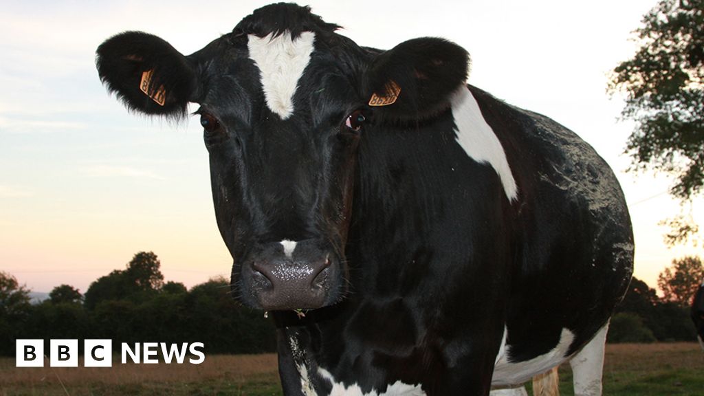 Cows stolen from Amerton Farm near Stafford 