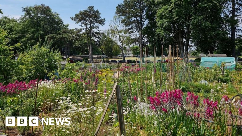 Bath Campaign to save 130yearold Combe Down allotments