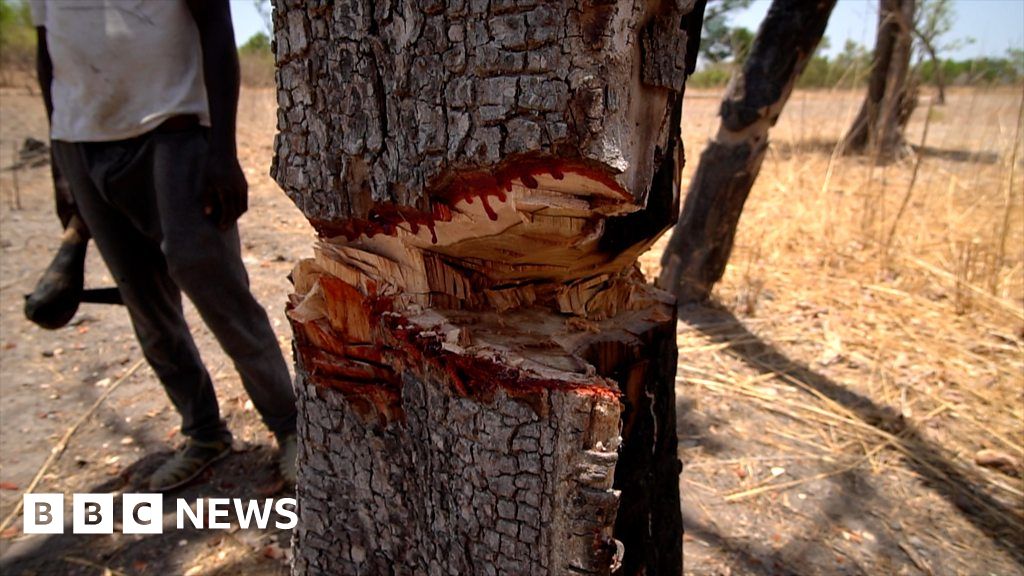 The Million Dollar Trade In Trafficked Rosewood Trees Bbc News