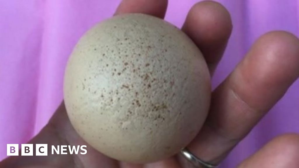 Cheltenham chicken lays giant egg - BBC News