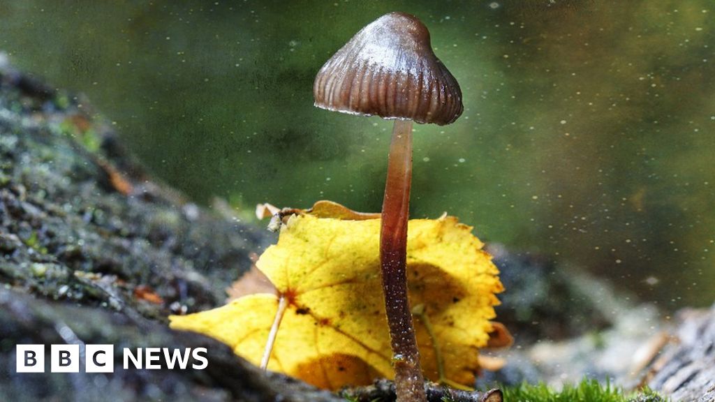 Psychedelic ingredient in magic mushrooms makes music more emotional to our  brain - BBC Science Focus Magazine