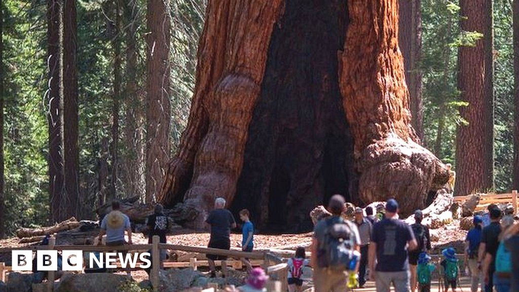 Yosemite's giant sequoias: Wildfire threatens world's largest trees - BBC N