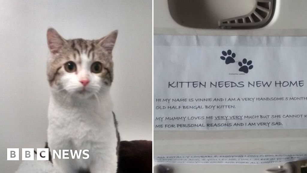 Thurrock Ikea car park kitten gets new home BBC News