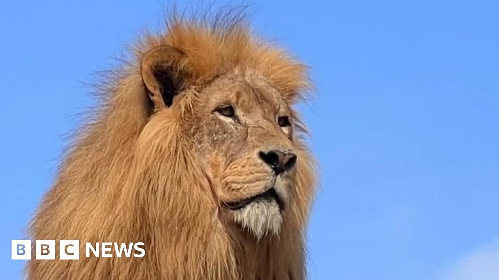 Lenny the lion dies at Devon wildlife park