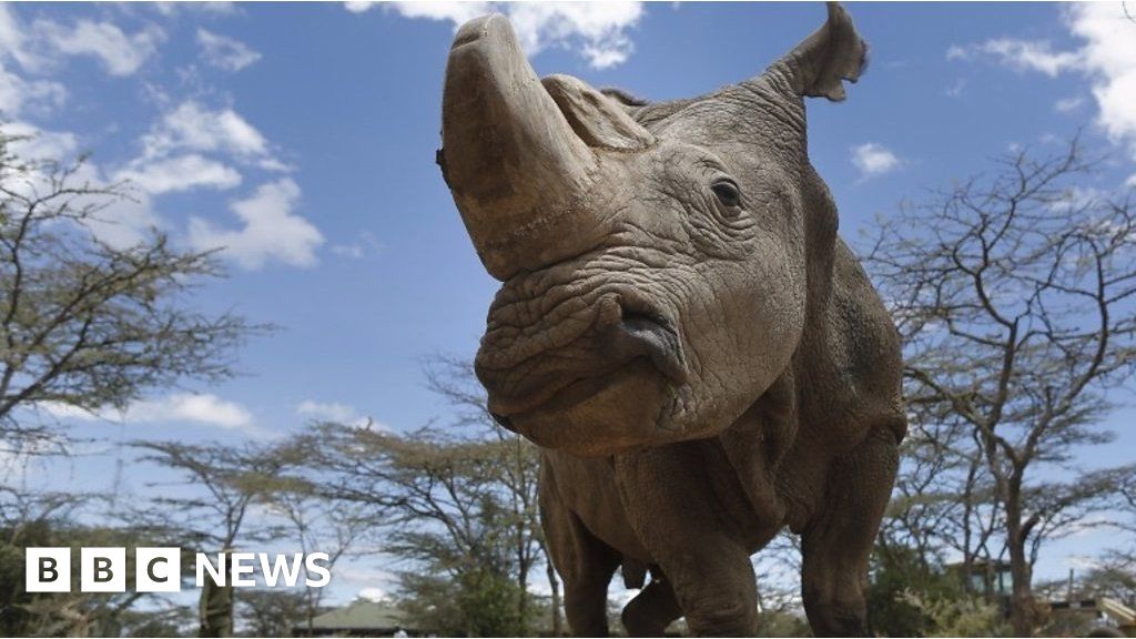 Last male northern white rhino dies in Kenya