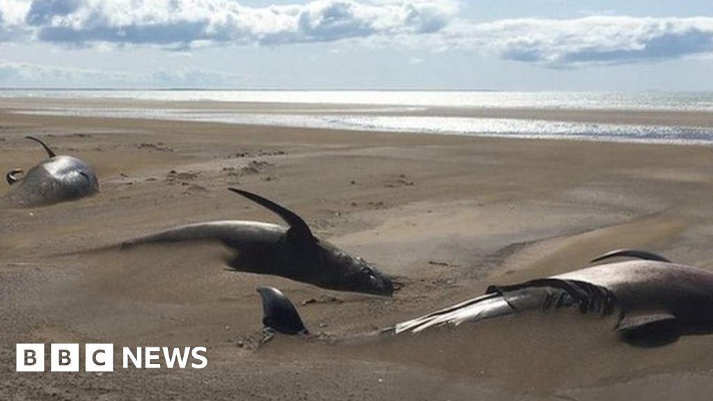 Iceland pilot whales Dozens of dead mammals found beached BBC News