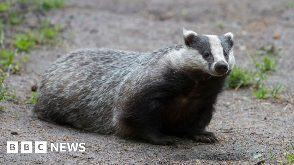 Spain: Badger thought to have found Roman treasure