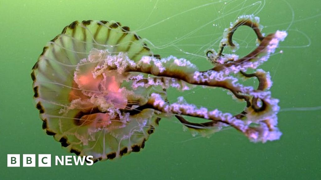 Boom in unusual jellyfish spotted in UK waters