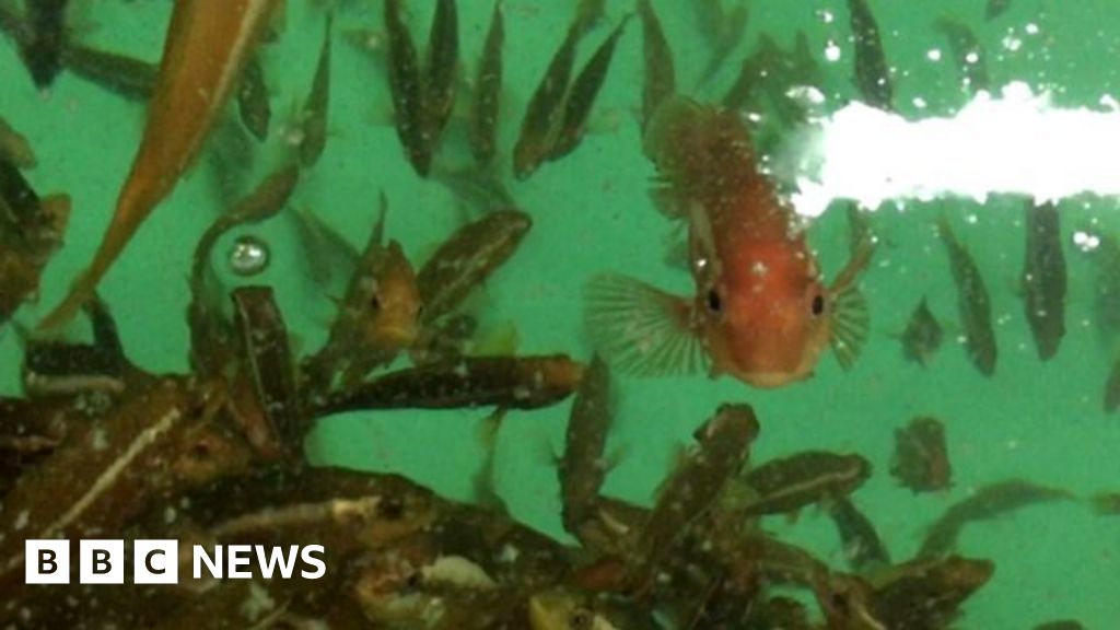 Cleanerfish keep salmon healthy by eating lice BBC News