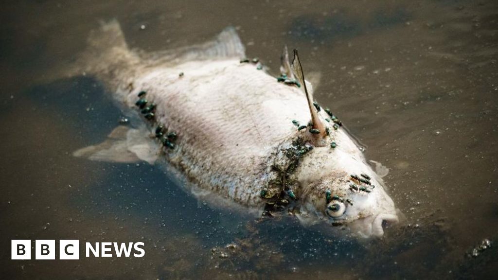 Oder river: Mystery surrounds thousands of fish deaths