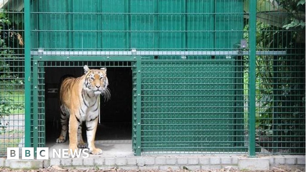 Isle of Wight Simi tiger to arrive in January - BBC News