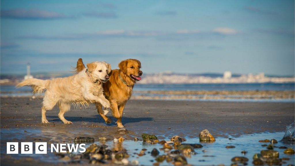 Guernsey beach restrictions for dogs come into force BBC News