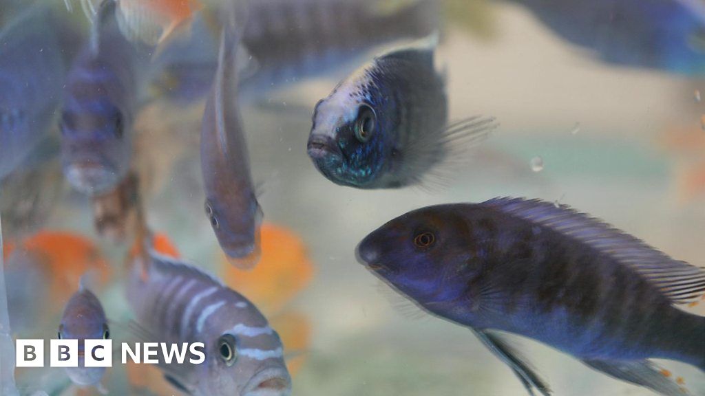 The challenges of exporting ornamental fish in Malawi