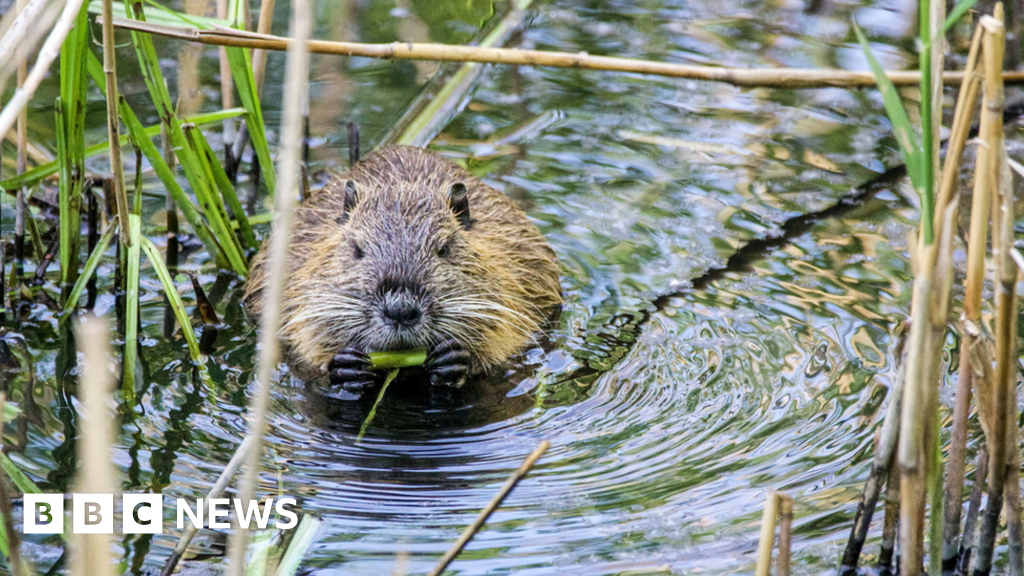 Trentham Estate to get beavers as enclosure approved | Flipboard