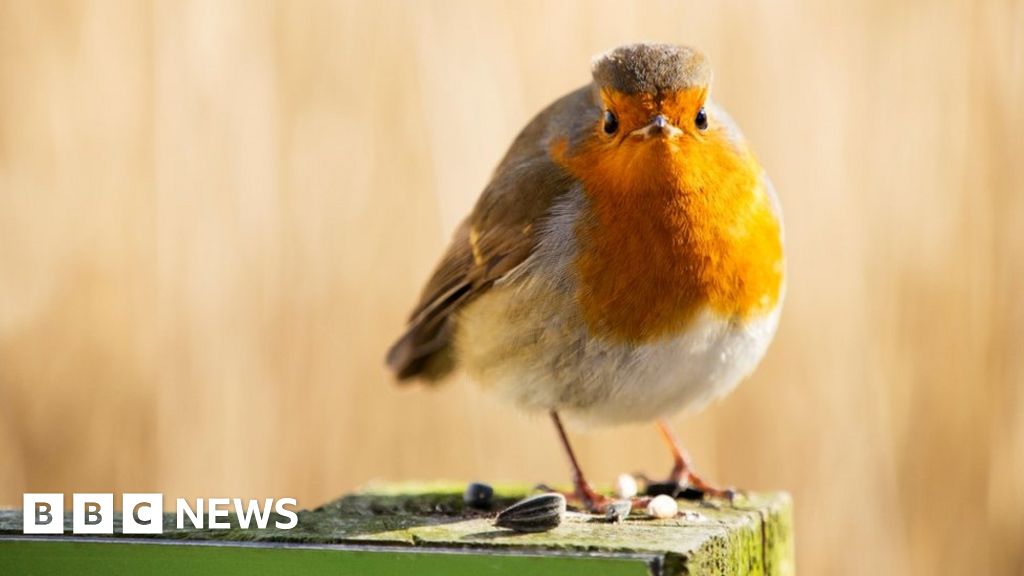 Who, what, why: How aggressive are robins? - BBC News