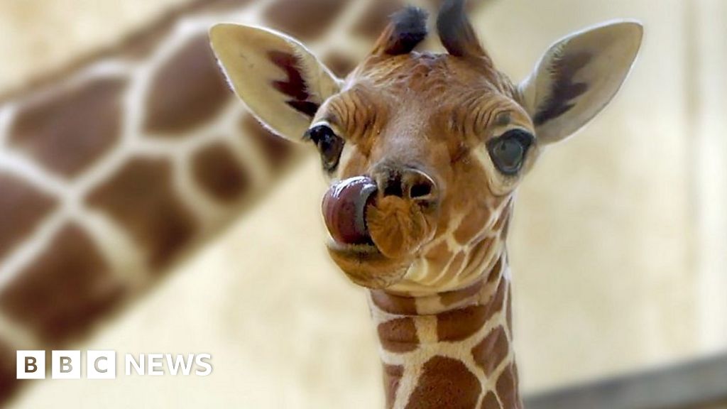 Begrip botsing Frons Giraffe birth at Whipsnade Zoo 'vital' for conservation - BBC News