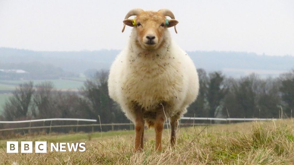 Dorset's Big Picture: 29 January - 4 February 2024 - BBC News