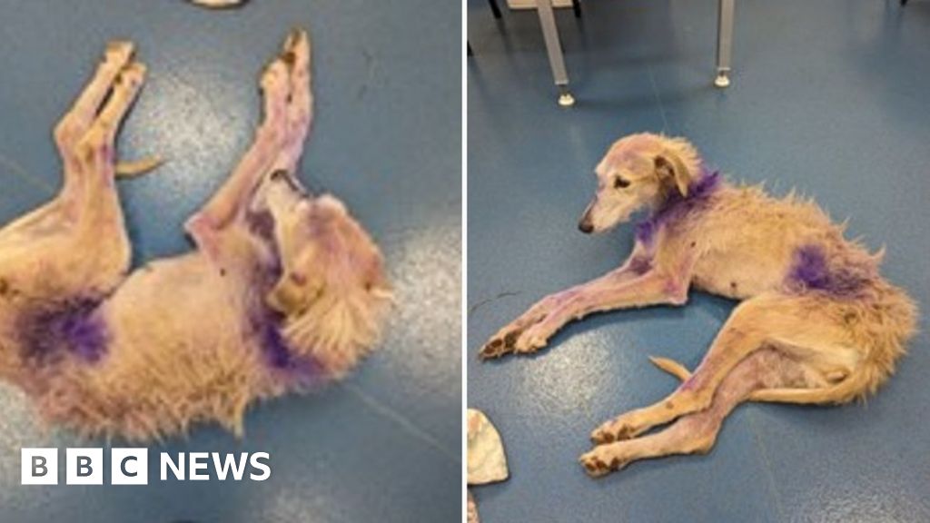 Tadcaster: Emaciated dog found on Christmas Day 'lucky to be alive