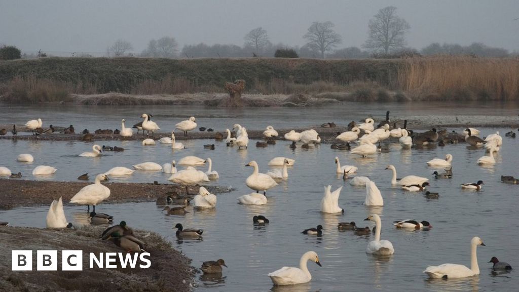 'Swanfall' at Slimbridge marks start of winter