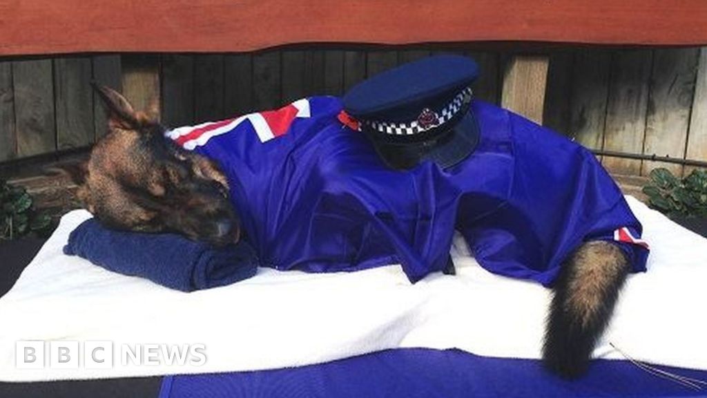 Police dog killed in action is draped in New Zealand flag at memorial