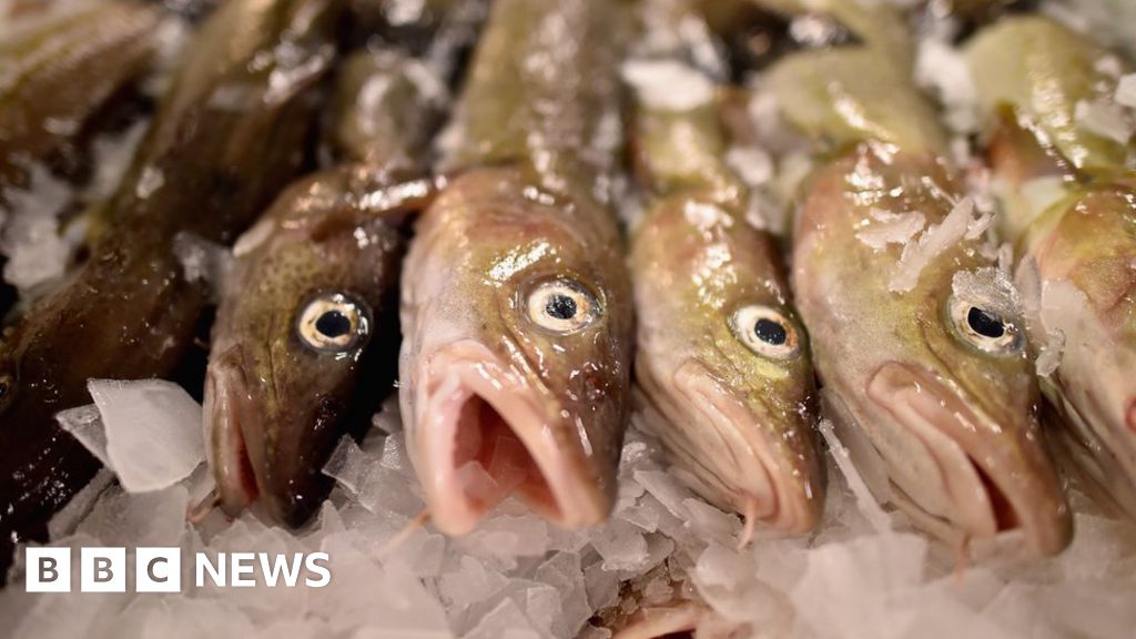 Can cod comeback keep a Canadian fishery afloat?