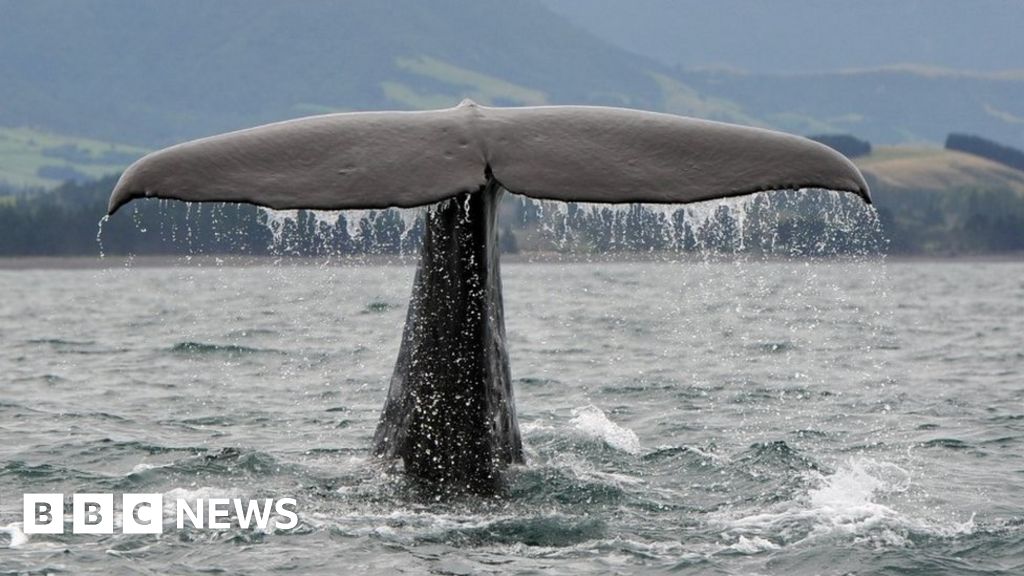 Exploding whale tale drives Doncaster Council's stay-at-home message