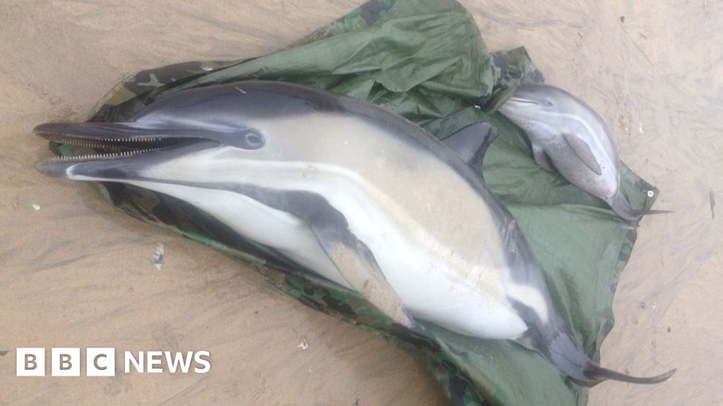 Three Dolphins Dead After Mass Stranding In Cornwall Bbc News