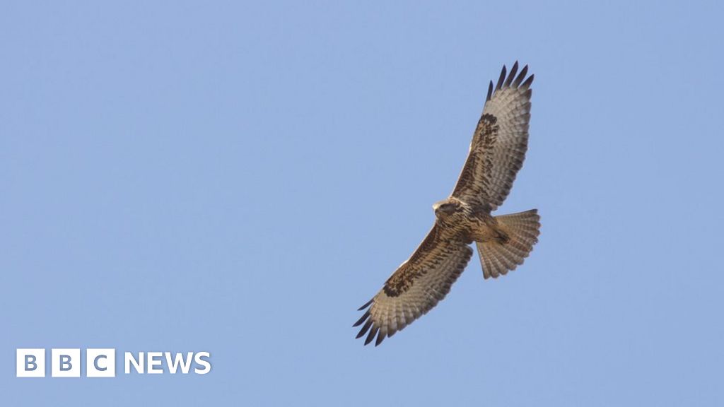 Land manager Graham Christie fined over buzzard trap - BBC News