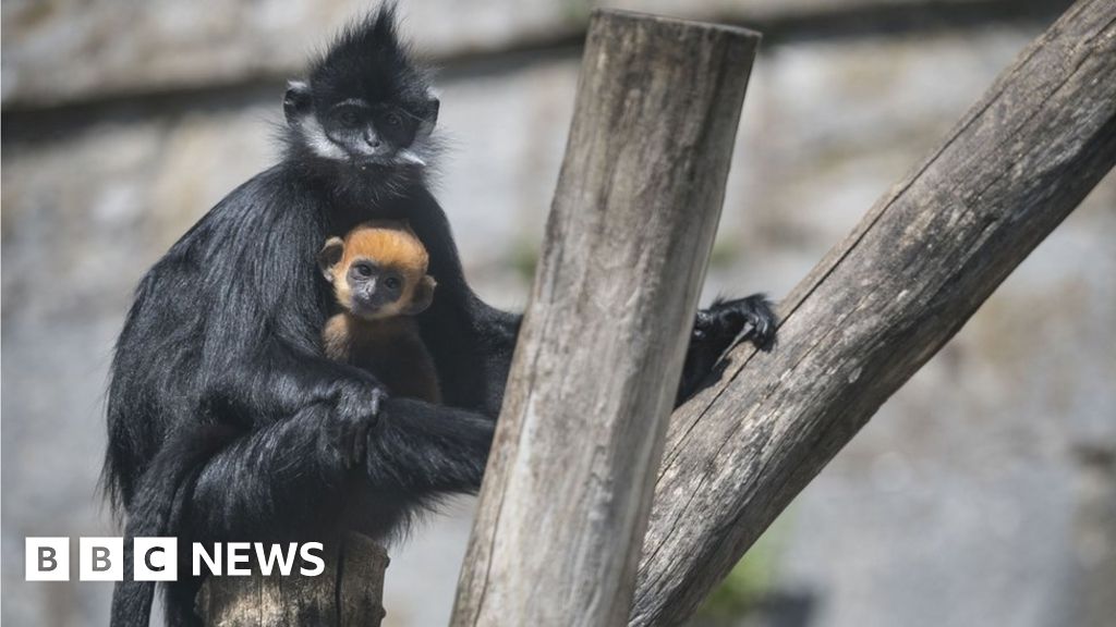 Coronavirus: Animals in zoos 'lonely' without visitors