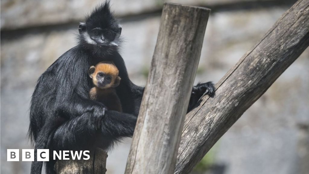 Baby primates are still openly sold in Bali market: JAAN