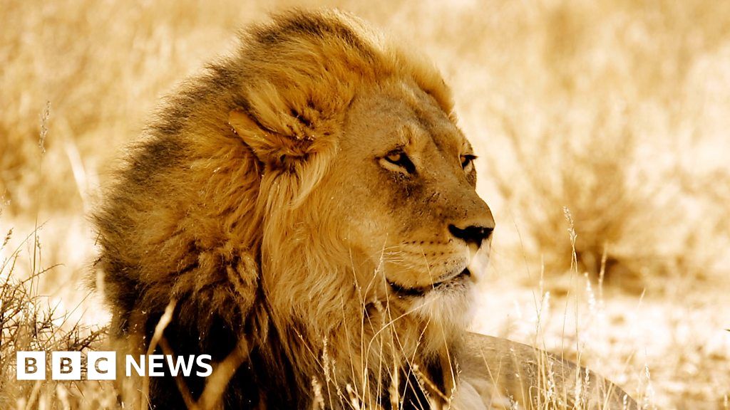Is there a future for Africa's lions?