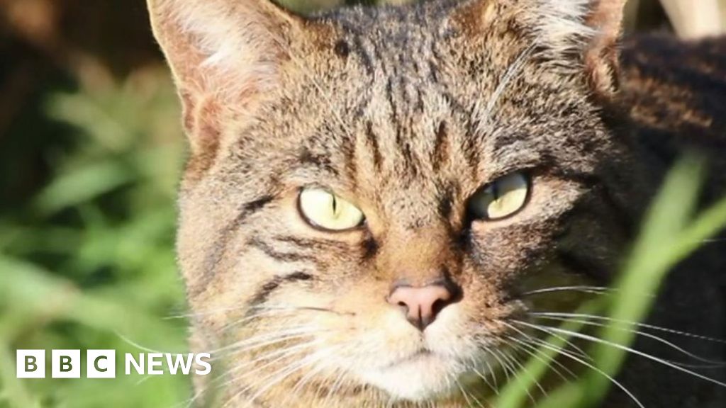 Northumberland zoo in bid to save rare wildcats BBC News