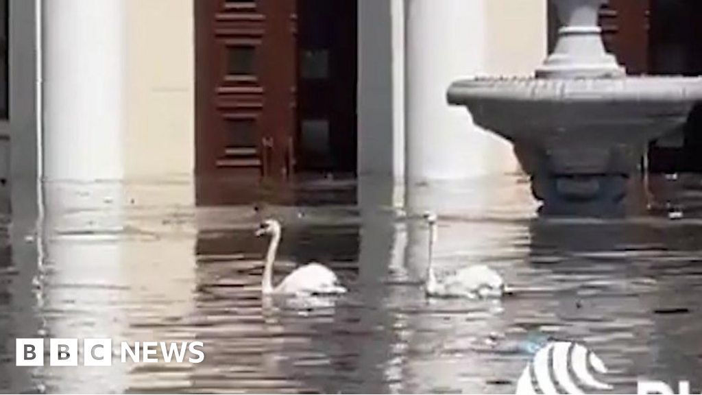 Ukraine dam: Swans seen swimming though Nova Kakhovka