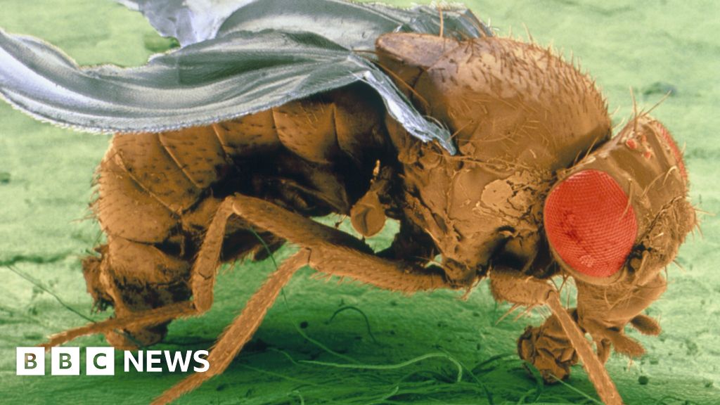 Warming world harming insects' reproduction, says study - BBC News