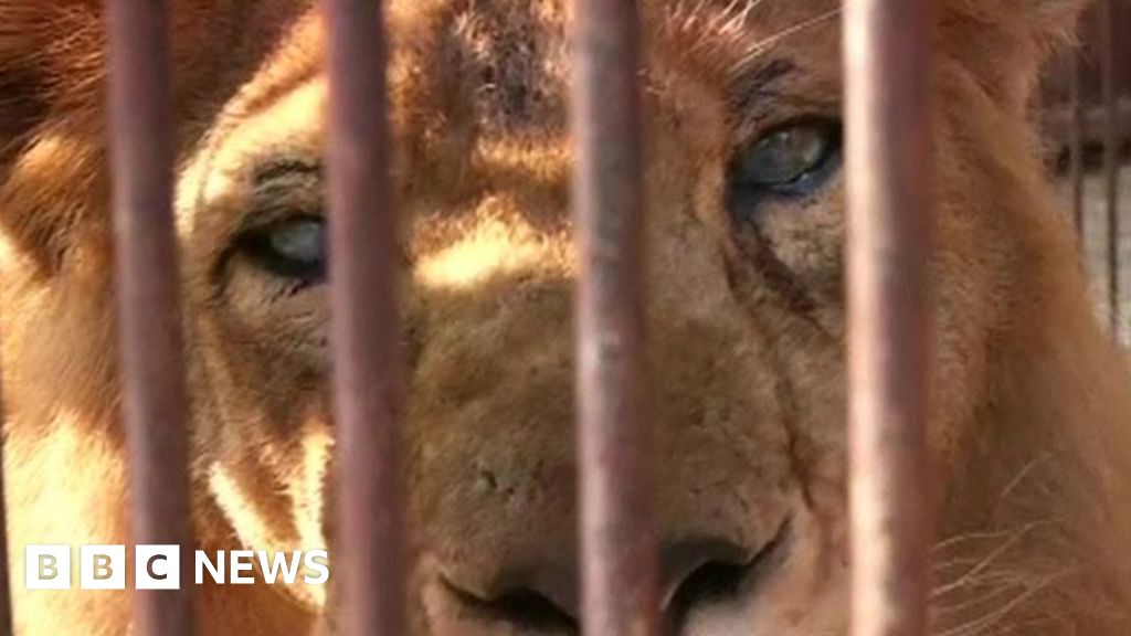 Lions airlifted to South Africa from South America - BBC News