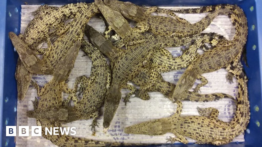 50 crocodiles seized at Heathrow airport
