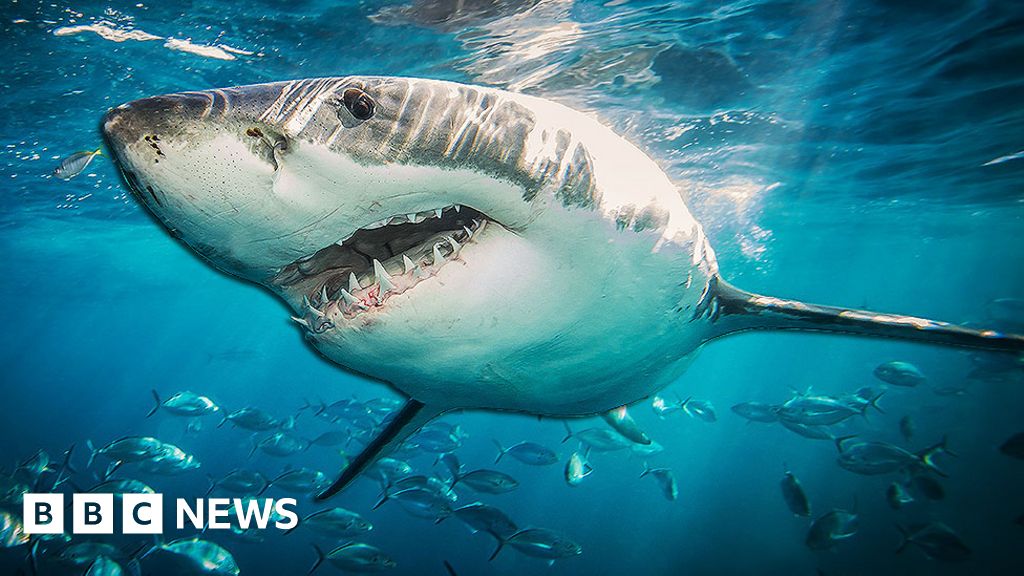 Shark DNA could help cure cancer and age-related illnesses in humans - BBC  News
