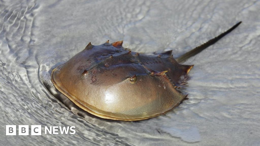 How did horseshoe crabs survive