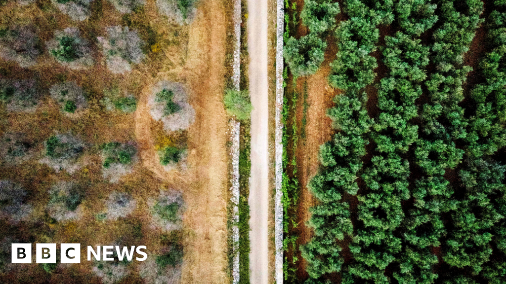 Deadly olive tree disease across Europe 'could costs billions'