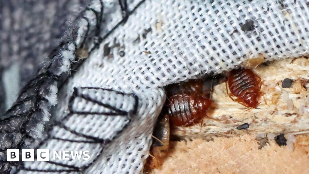 Bedbug plague hits France ahead of 2024 Olympics