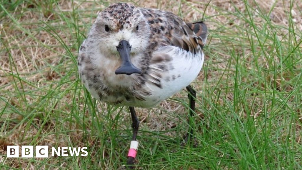 Rare spoon-billed sandpipers lay for first time in captivity - BBC News