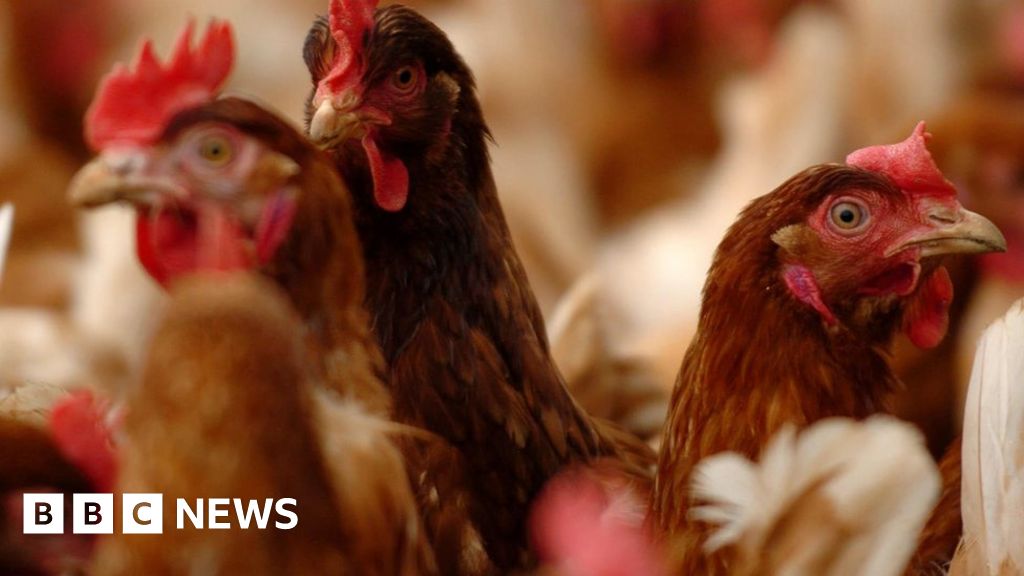Bird flu restrictions put in place to prevent spread on Jersey