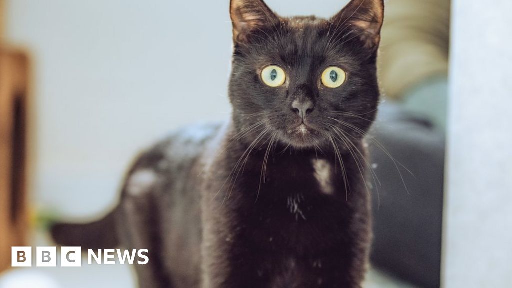 Chesterfield: New home needed for cat dumped in taped-up box - BBC News